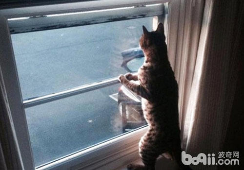黏人的貓咪趴在窗台上等主人歸來