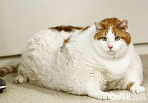 過於肥胖的貓咪