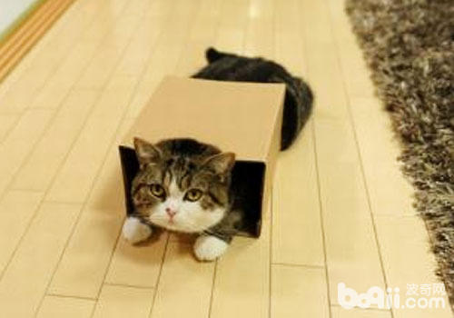 貓咪喜歡鑽盒子
