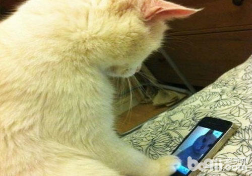 貓咪也會用手機玩自拍
