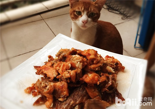 貓咪烤三文魚