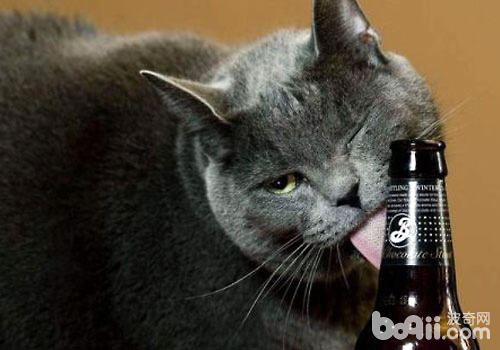 貓咪能喝酒嗎？