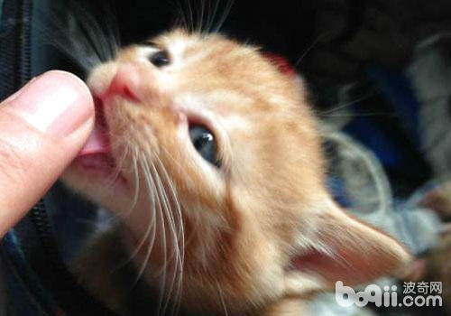 在生活中有沒有被貓咪舔過呢？