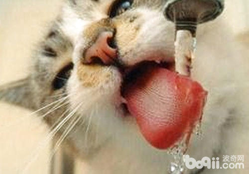 怎麼解決貓咪喝水的問題