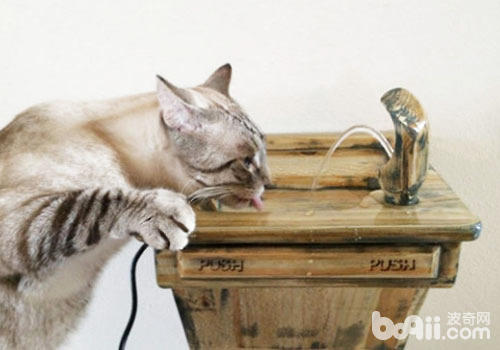貓咪飲水器