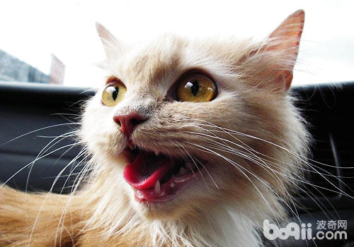 貓咪的牙齒如果變黃，那就可能是牙結石引起的