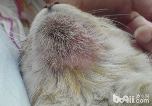 貓咪的毛囊炎可以在下巴上看到小黑點