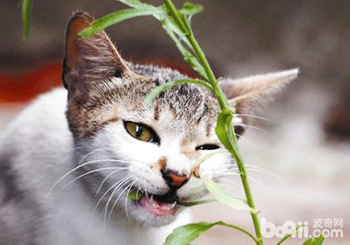 有什麼植物是貓咪可以吃的呢？