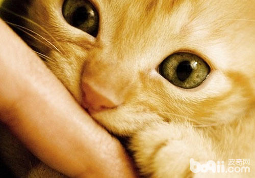 被貓咪要上呢需要去醫院打疫苗嗎？
