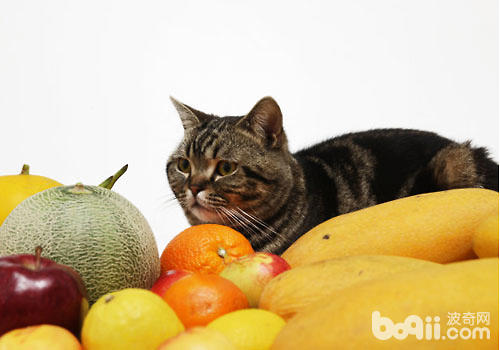 哪些水果可以給貓咪吃？