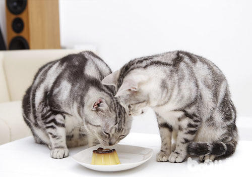 貓咪喂食上要注意多樣性