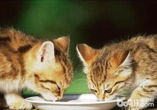 貓咪的生長需要營養的補充