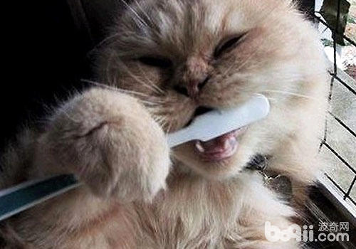 定時給貓咪刷牙也是口腔護理的一大方面