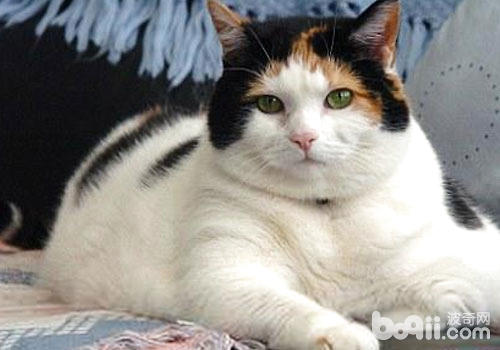 肥胖的貓咪要及時減肥和治療