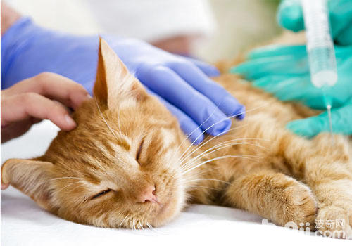 貓咪如果出現了急症，一定要及時去醫院治療