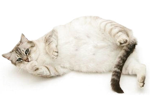 貓咪的腹部膨大可能是急性胃扭轉