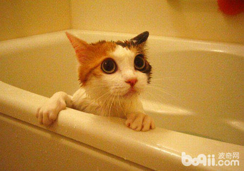 洗完澡的貓咪