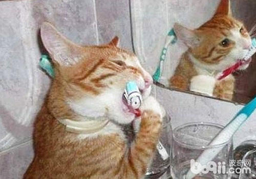 平時我們要給貓咪刷牙和洗牙
