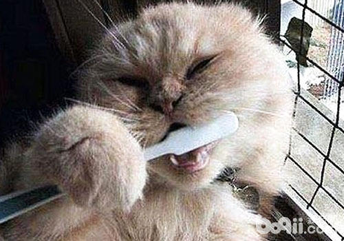貓咪的口腔護理很重要