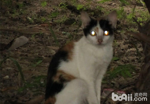 貓咪眼睛發光