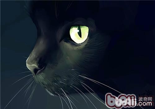 貓咪眼睛發光