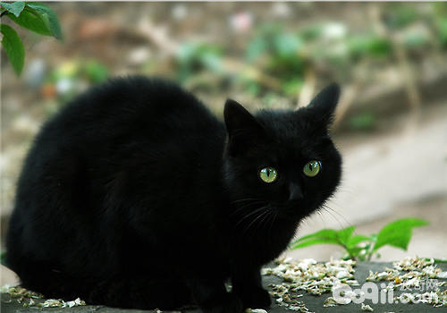 黑貓