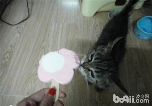 貓咪吃冰激凌