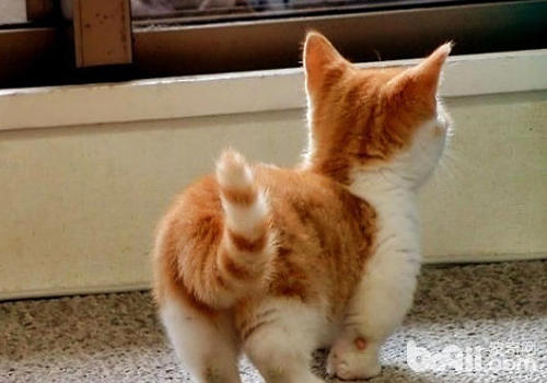 貓咪尾巴能表達不同的情感