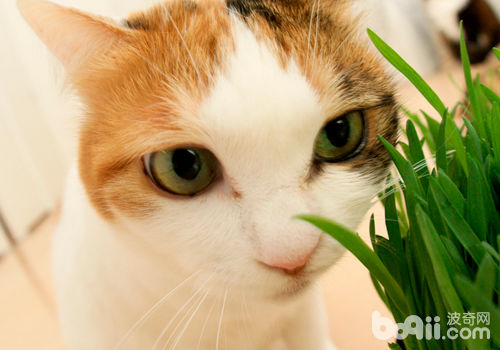 食用貓草對貓咪有益