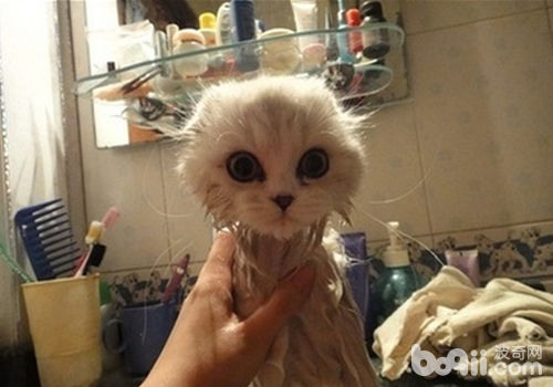 貓咪洗澡