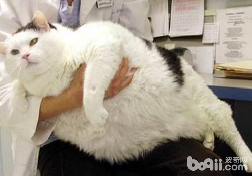 貓咪不宜過胖