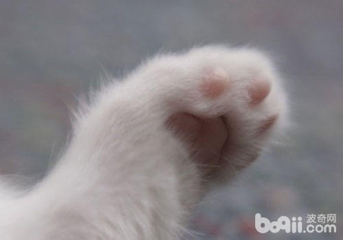 通常情況下，貓咪不會無緣無故伸出爪子