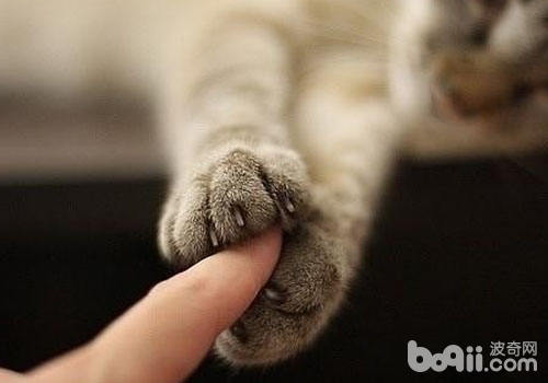 貓咪與主人互動時也可能會伸出爪子
