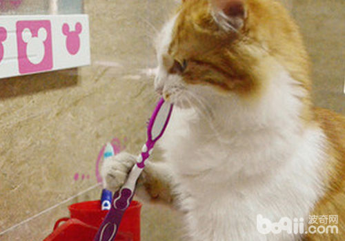 貓咪刷牙