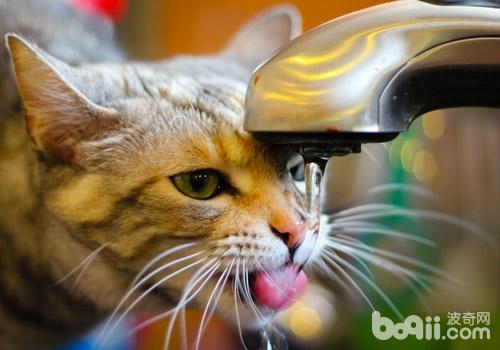 讓貓咪補充足夠的水