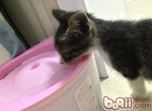 圖四：小貓“拉面”在我家學會了用飲水機