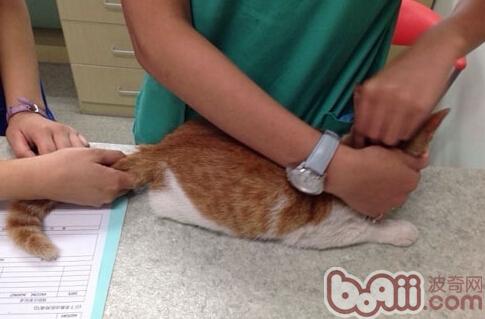 圖三：我救助的雨棚貓正在測量體溫