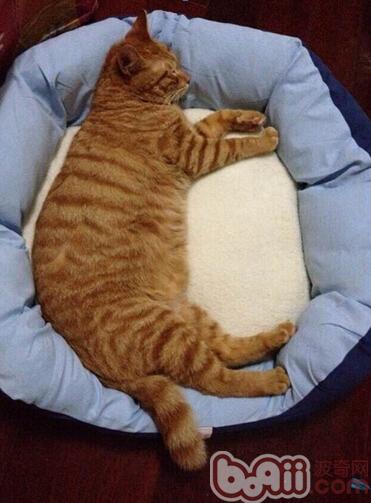 圖5：不管貓咪多大，擁有一個好的睡眠質量都有益於它們的身體健康（擁有好質量睡眠的球球）