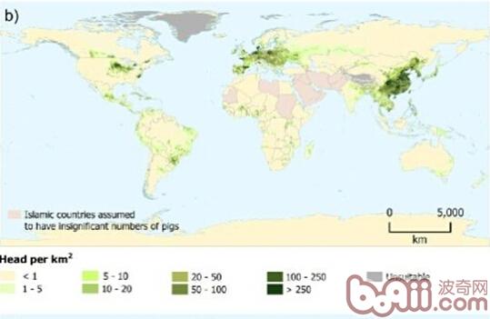 圖4：全球養殖的豬的分布情況（圖片來源：ILRI news）