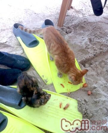 圖3 流浪貓可以從人們那裡獲得食物