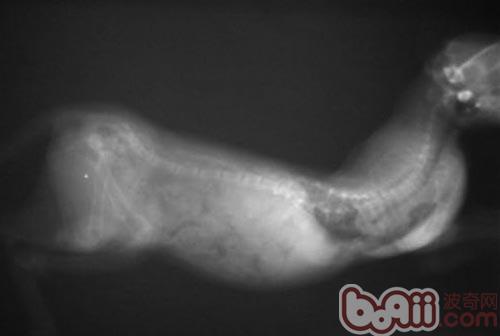 圖3 貓咪佝偻病的X光片