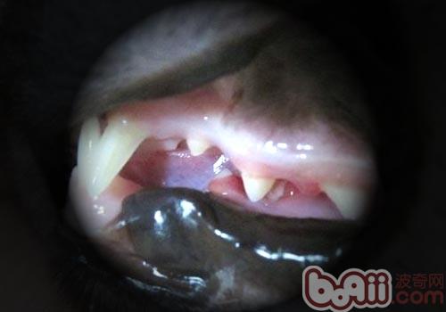 圖5 貓咪牙龈腫脹