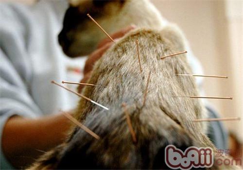 暹羅貓接受針灸
