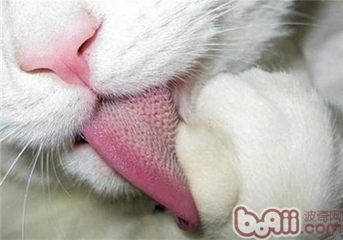 貓舌頭