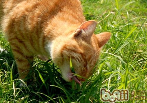 貓咪吃草催吐