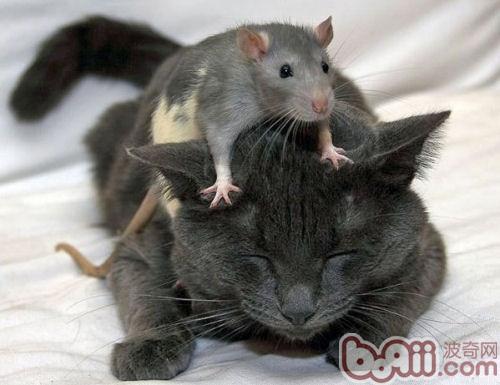貓和老鼠