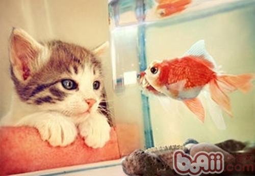 常常盯著家中魚缸的貓咪真的是想吃了他們嗎？