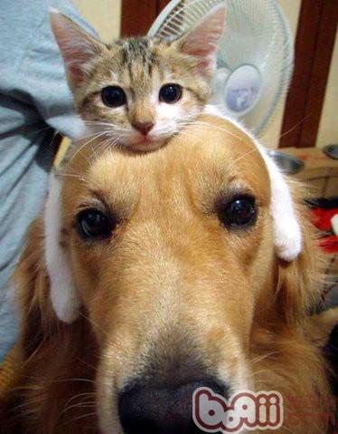 貓咪與狗狗