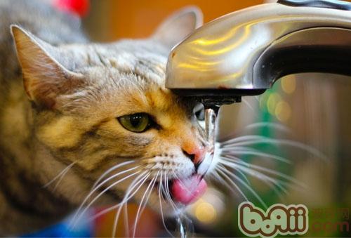 貓咪喝水也科學 