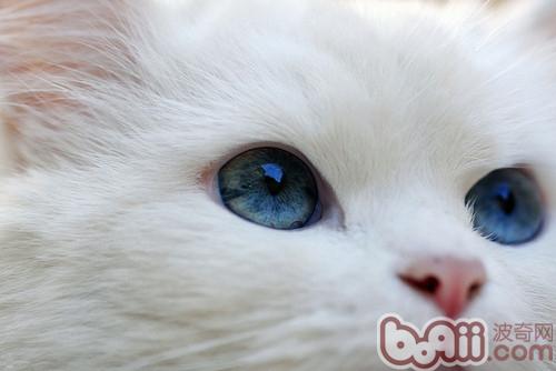 藍眼睛的貓總給人一種神秘感，但這只是由於基因所決定